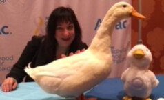 My Special Aflac Duck and Jane at CES 2018 My Special Aflac Duck and Jane at CES 2018